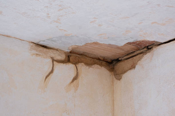 Best Basement water damage restoration  in Astor, FL